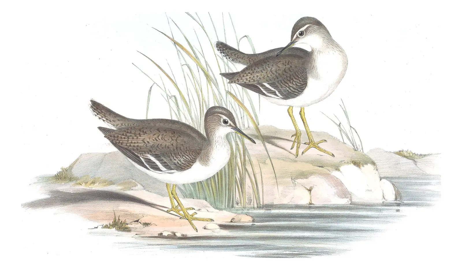 Volume VI, plate 35 of Gould's The Birds of Australia: Common Sandpiper (Actitis hypoleucos)