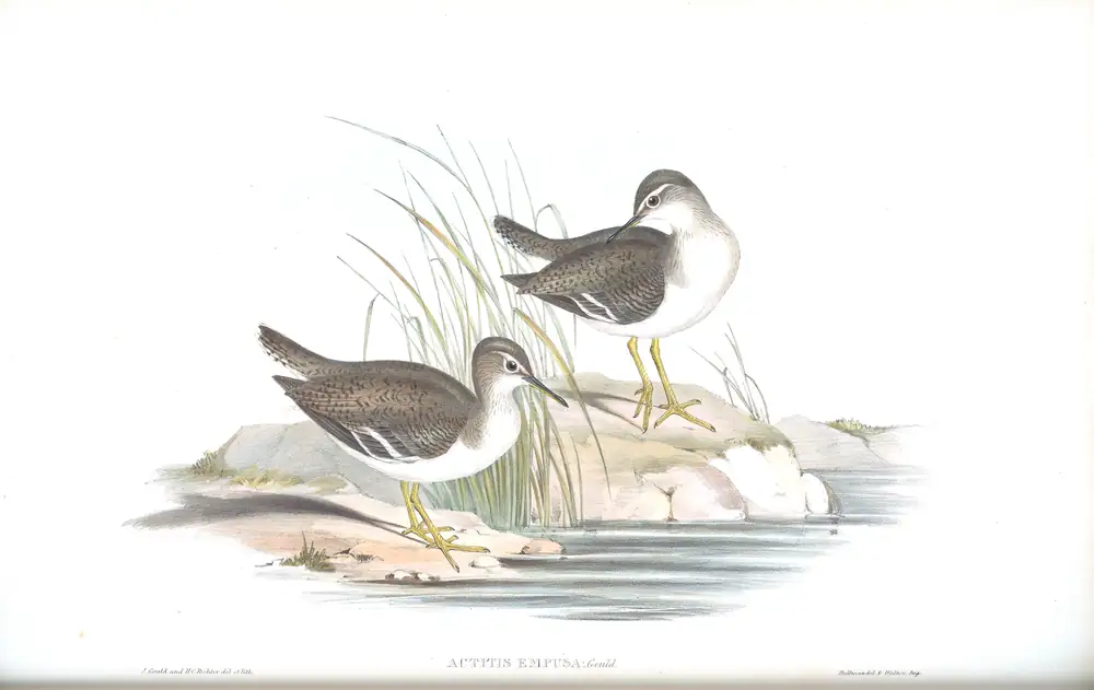 The whole sheet of volume VI, plate 35, with its engraved caption