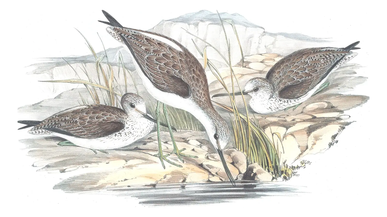 Volume VI, plate 36 of Gould's The Birds of Australia: Common Greenshank (Tringa nebularia)