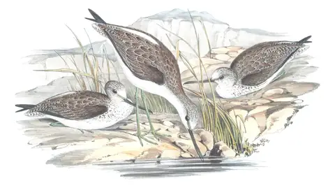 Volume VI, plate 36 of Gould's The Birds of Australia: Common Greenshank (Tringa nebularia)
