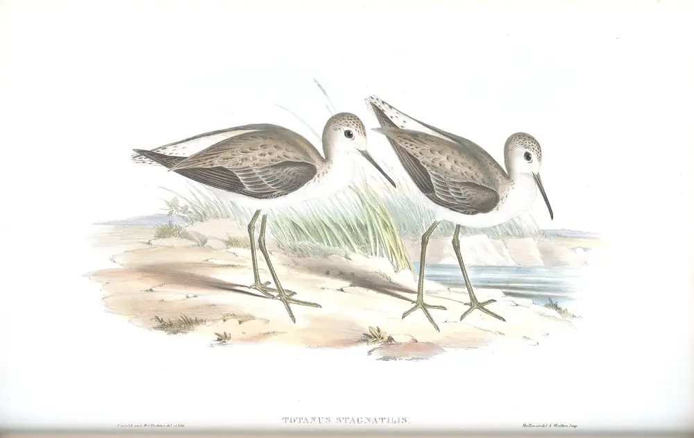 The whole sheet of volume VI, plate 37, with its engraved caption