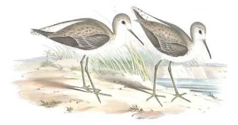 Volume VI, plate 37 of Gould's The Birds of Australia: Marsh Sandpiper (Tringa stagnatilis)