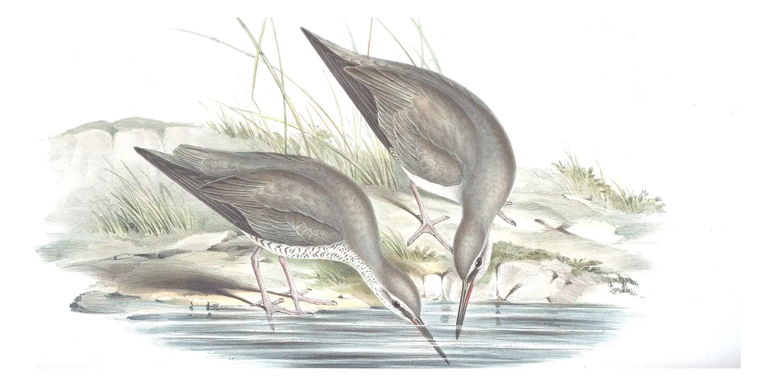 Volume VI, plate 38 of Gould's The Birds of Australia: Gray-tailed Tattler (Tringa brevipes)