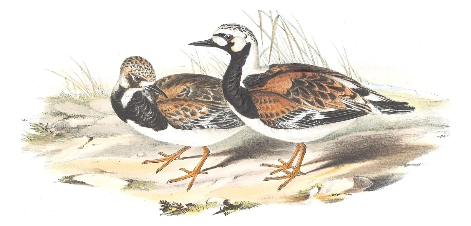 Volume VI, plate 39 of Gould's The Birds of Australia: Ruddy Turnstone (Arenaria interpres)