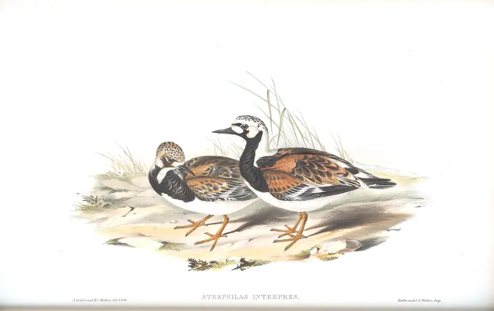 The whole sheet of volume VI, plate 39, with its engraved caption