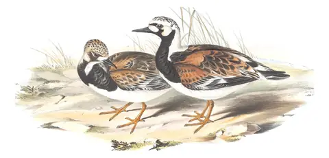 Volume VI, plate 39 of Gould's The Birds of Australia: Ruddy Turnstone (Arenaria interpres)