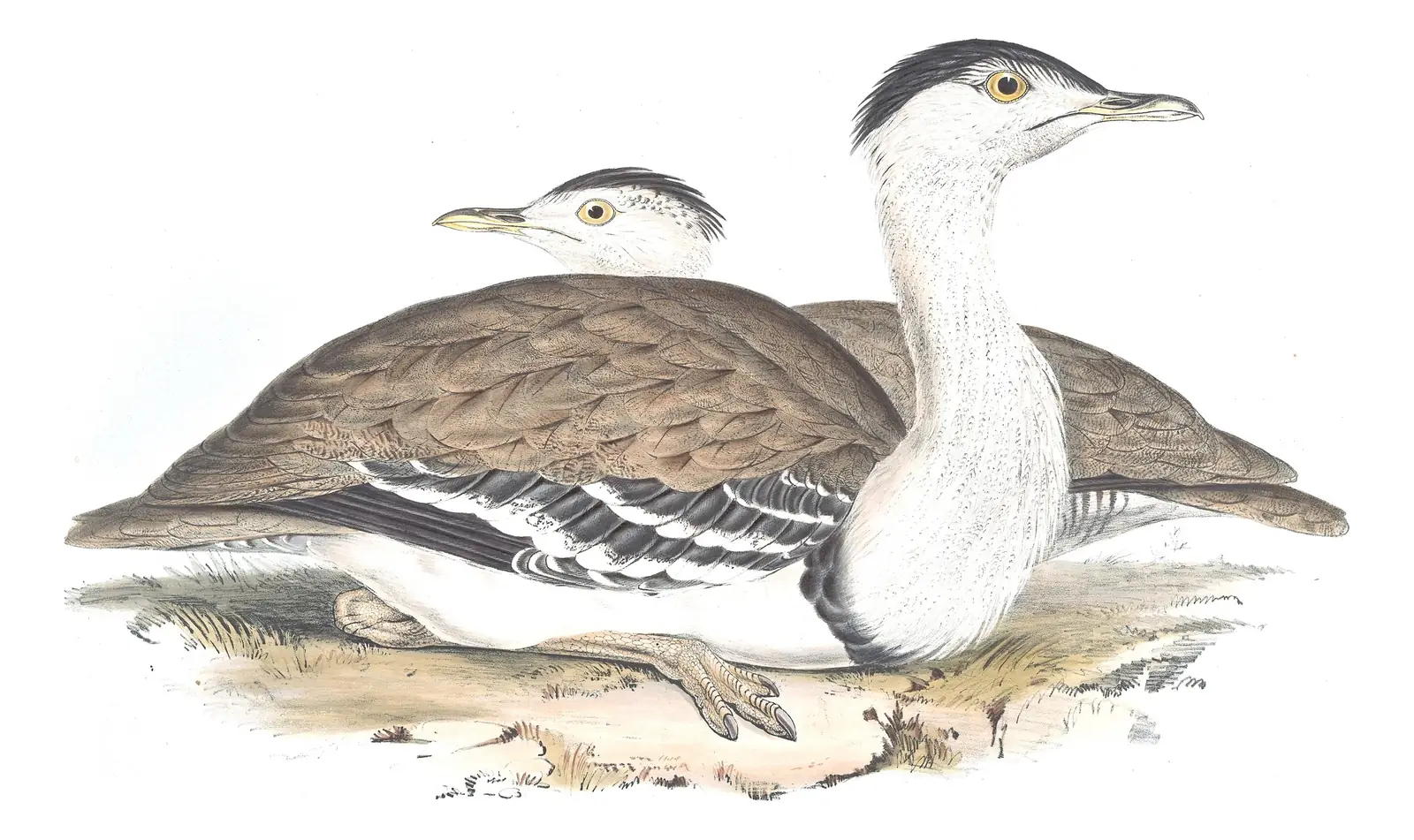 Volume VI, plate 4 of Gould's The Birds of Australia: Australian Bustard (Ardeotis australis)