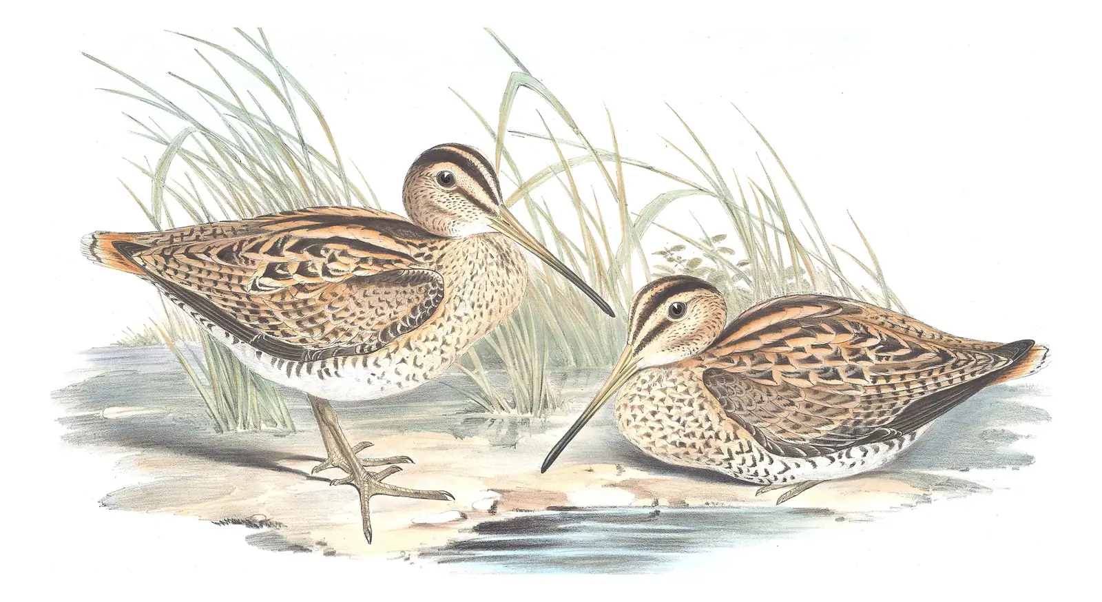 Volume VI, plate 40 of Gould's The Birds of Australia: Latham's Snipe (Gallinago hardwickii)