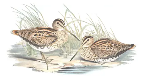 Volume VI, plate 40 of Gould's The Birds of Australia: Latham's Snipe (Gallinago hardwickii)