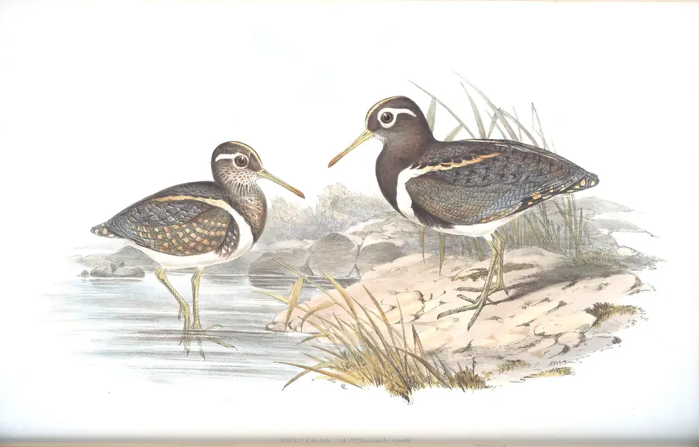 The whole sheet of volume VI, plate 41, with its engraved caption