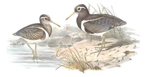 Volume VI, plate 41 of Gould's The Birds of Australia: Australian Painted-Snipe (Rostratula australis)
