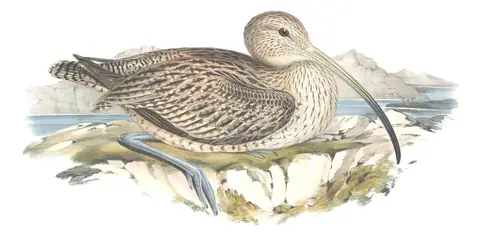 Volume VI, plate 42 of Gould's The Birds of Australia: Far Eastern Curlew (Numenius madagascariensis)