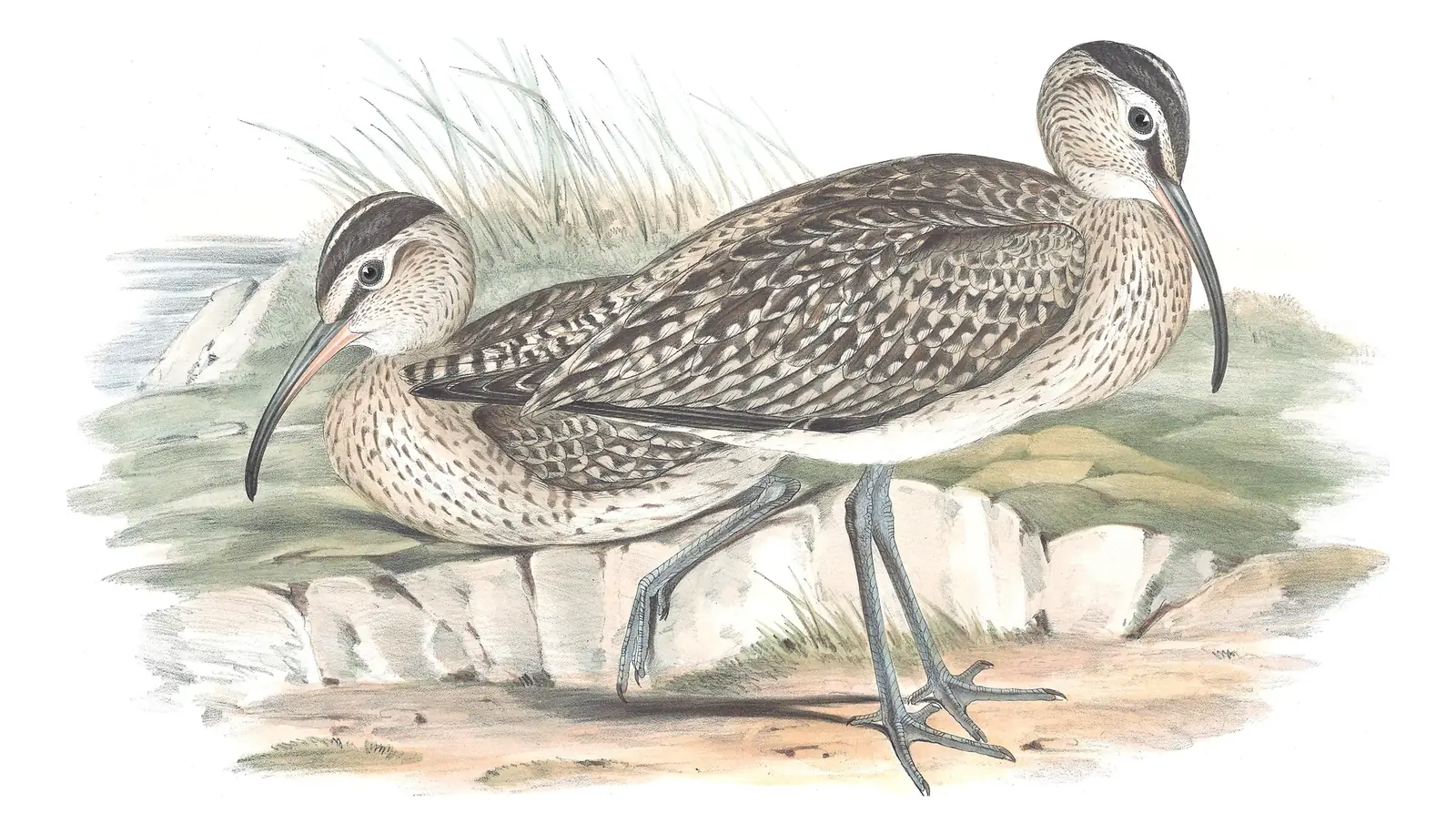 Volume VI, plate 43 of Gould's The Birds of Australia: Eurasian Whimbrel (Numenius phaeopus)