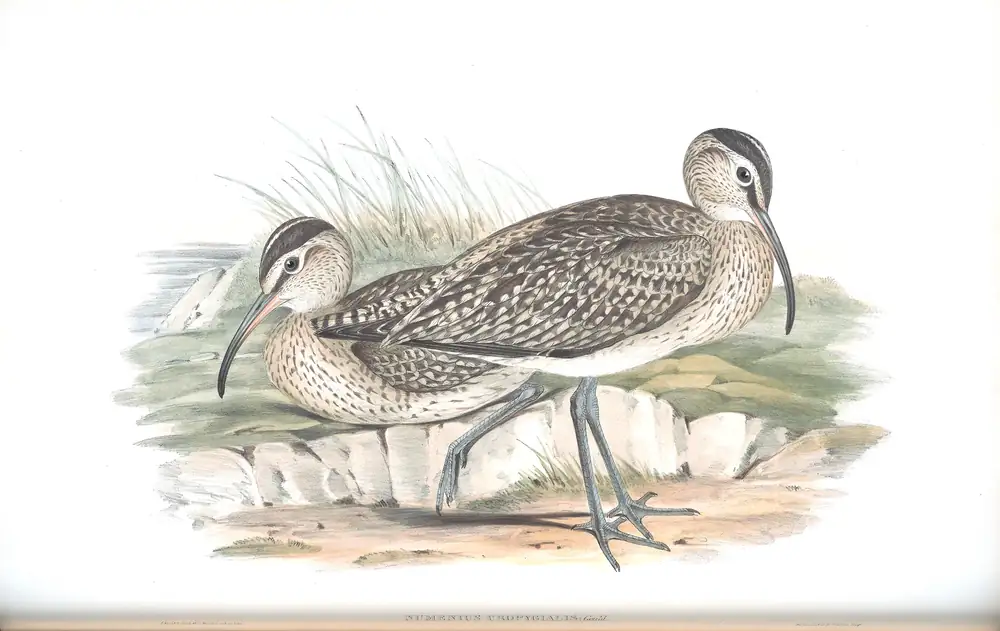 The whole sheet of volume VI, plate 43, with its engraved caption