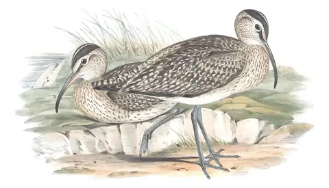 Volume VI, plate 43 of Gould's The Birds of Australia: Eurasian Whimbrel (Numenius phaeopus)