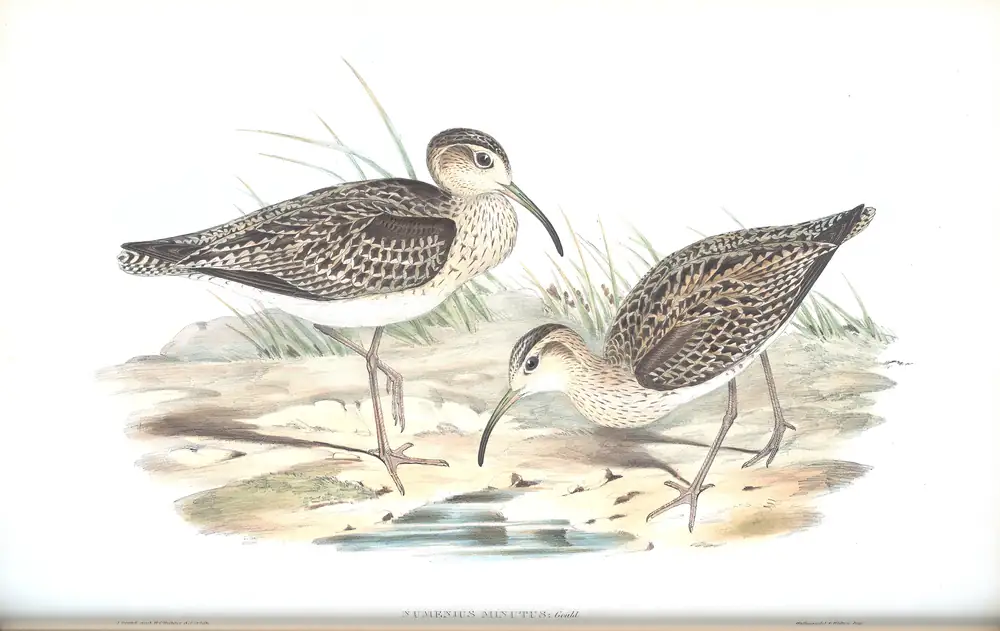 The whole sheet of volume VI, plate 44, with its engraved caption