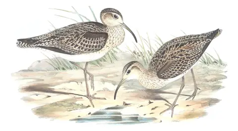 Volume VI, plate 44 of Gould's The Birds of Australia: Little Curlew (Numenius minutus)