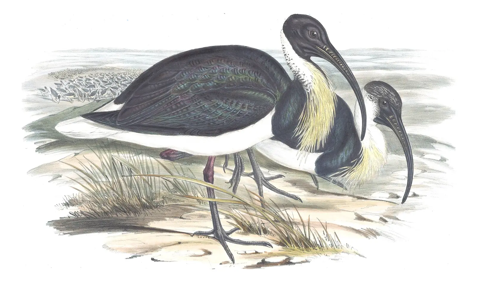 Volume VI, plate 45 of Gould's The Birds of Australia: Straw-necked Ibis (Threskiornis spinicollis)