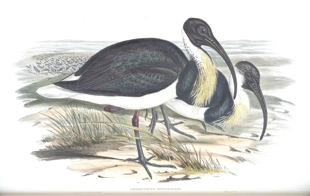 The whole sheet of volume VI, plate 45, with its engraved caption