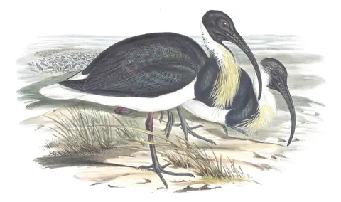 Volume VI, plate 45 of Gould's The Birds of Australia: Straw-necked Ibis (Threskiornis spinicollis)