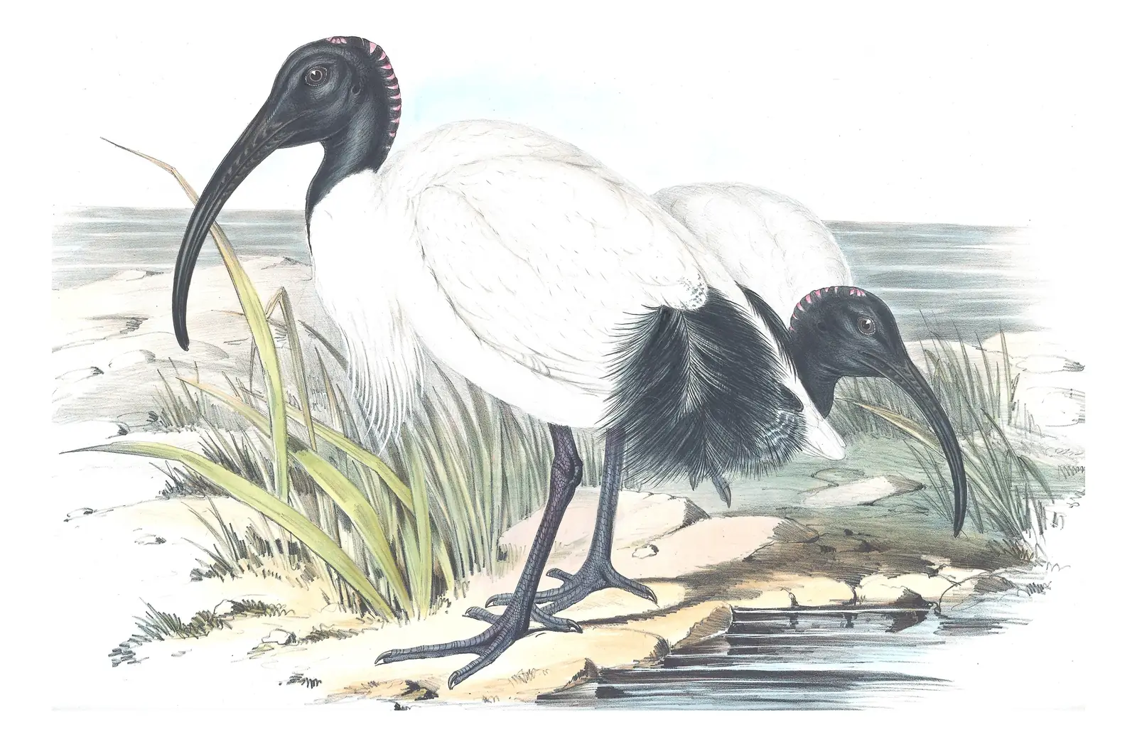 Volume VI, plate 46 of Gould's The Birds of Australia: Australian Ibis (Threskiornis molucca)