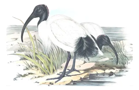Volume VI, plate 46 of Gould's The Birds of Australia: Australian Ibis (Threskiornis molucca)