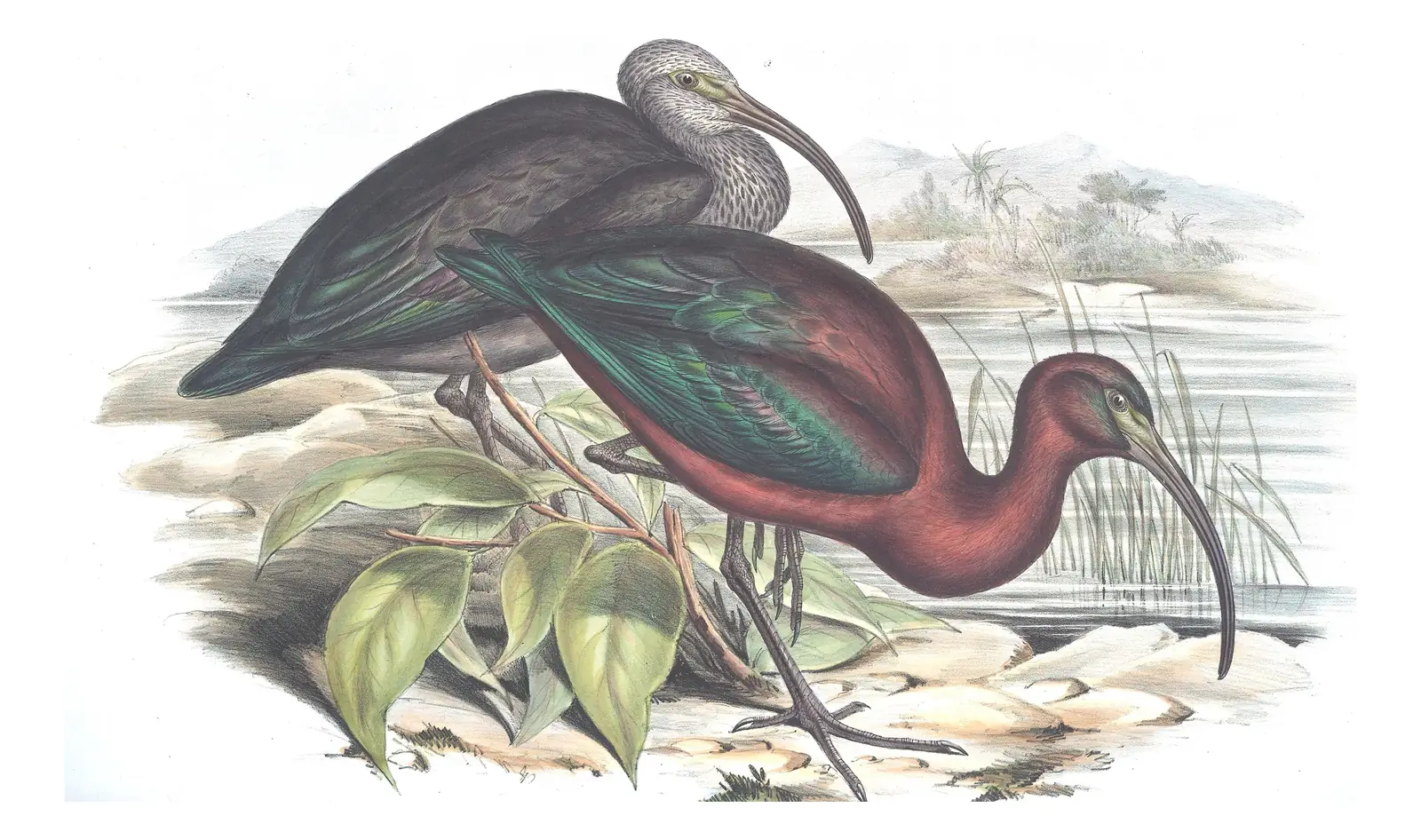 Volume VI, plate 47 of Gould's The Birds of Australia: Glossy Ibis (Plegadis falcinellus)