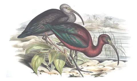 Volume VI, plate 47 of Gould's The Birds of Australia: Glossy Ibis (Plegadis falcinellus)