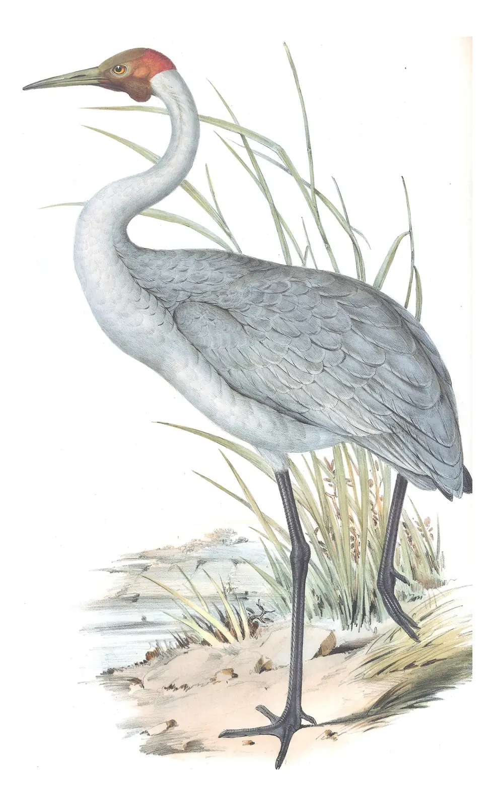 Volume VI, plate 48 of Gould's The Birds of Australia: Brolga (Antigone rubicunda)