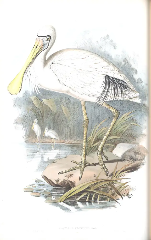 The whole sheet of volume VI, plate 49, with its engraved caption
