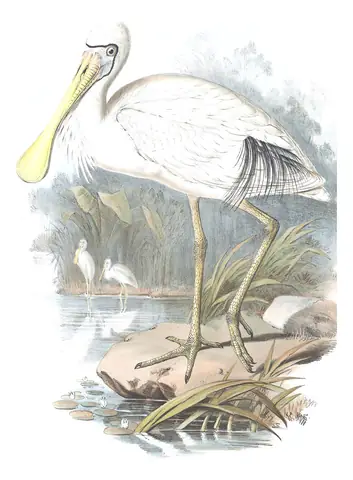 Volume VI, plate 49 of Gould's The Birds of Australia: Yellow-billed Spoonbill (Platalea flavipes)