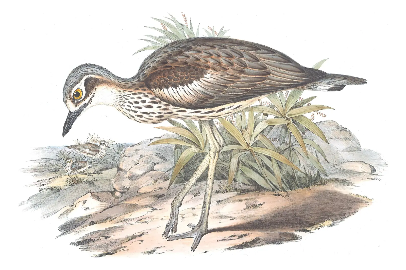 Volume VI, plate 5 of Gould's The Birds of Australia: Bush Thick-knee (Burhinus grallarius)