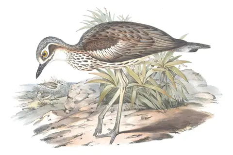 Volume VI, plate 5 of Gould's The Birds of Australia: Bush Thick-knee (Burhinus grallarius)