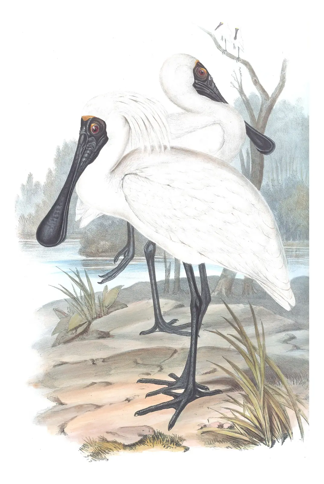 Volume VI, plate 50 of Gould's The Birds of Australia: Royal Spoonbill (Platalea regia)