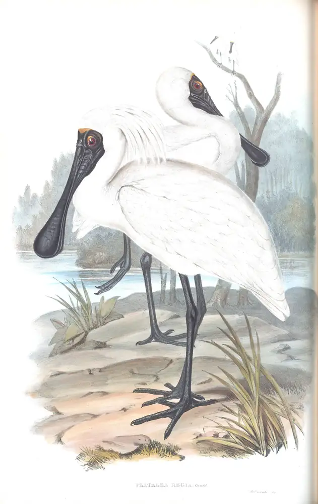 The whole sheet of volume VI, plate 50, with its engraved caption