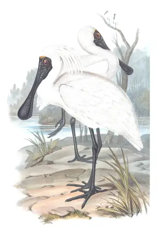 Volume VI, plate 50 of Gould's The Birds of Australia: Royal Spoonbill (Platalea regia)