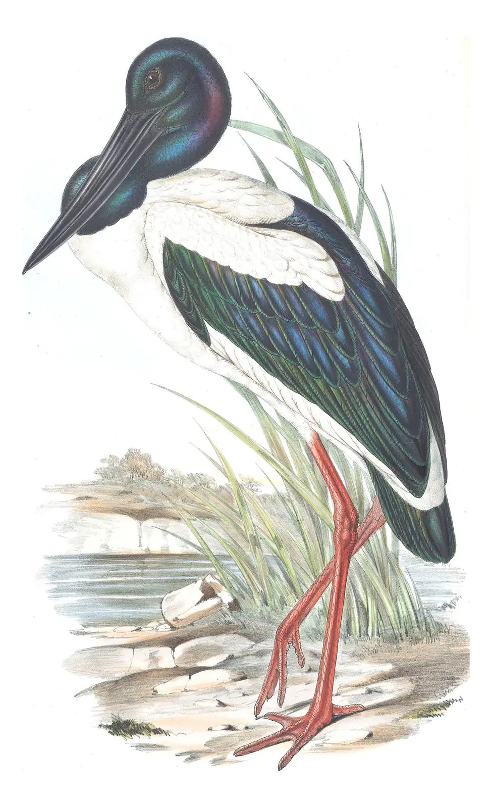 Volume VI, plate 51 of Gould's The Birds of Australia: Black-necked Stork (Ephippiorhynchus asiaticus)