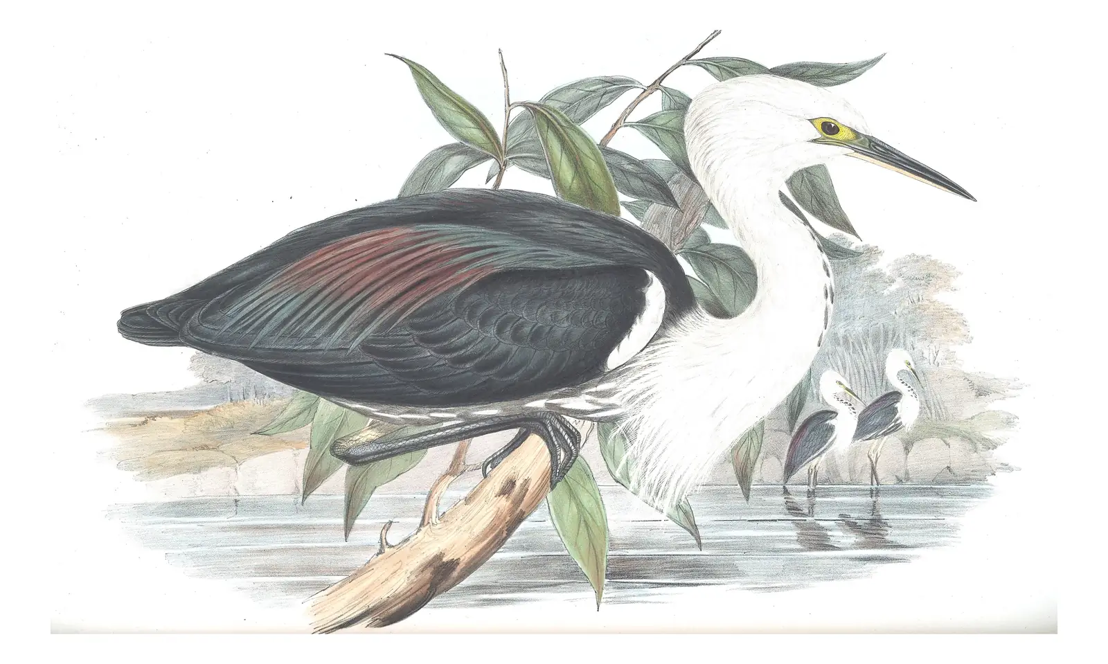 Volume VI, plate 52 of Gould's The Birds of Australia: Pacific Heron (Ardea pacifica)