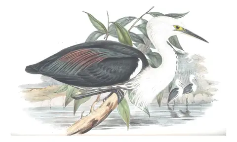 Volume VI, plate 52 of Gould's The Birds of Australia: Pacific Heron (Ardea pacifica)