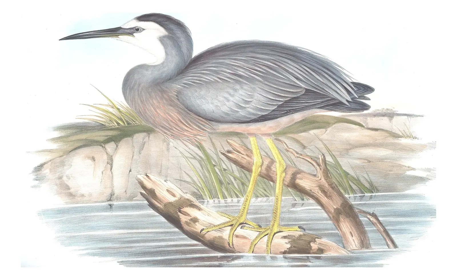 Volume VI, plate 53 of Gould's The Birds of Australia: White-faced Heron (Egretta novaehollandiae)