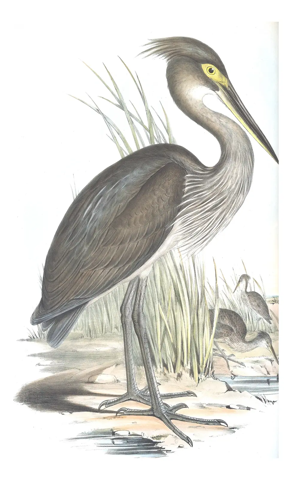Volume VI, plate 54 of Gould's The Birds of Australia: Great-billed Heron (Ardea sumatrana)