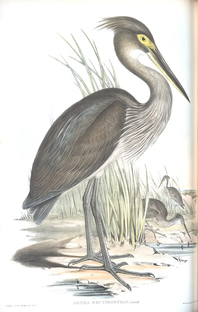 The whole sheet of volume VI, plate 54, with its engraved caption