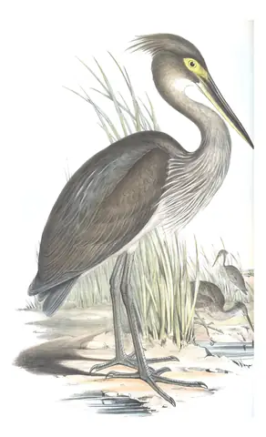 Volume VI, plate 54 of Gould's The Birds of Australia: Great-billed Heron (Ardea sumatrana)