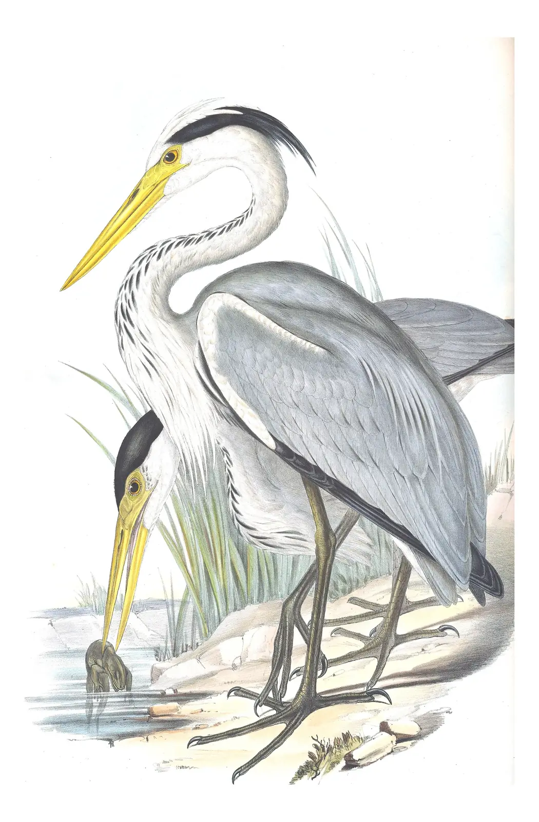 Volume VI, plate 55 of Gould's The Birds of Australia: Gray Heron (Ardea cinerea)