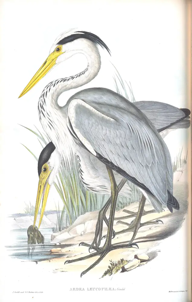 The whole sheet of volume VI, plate 55, with its engraved caption