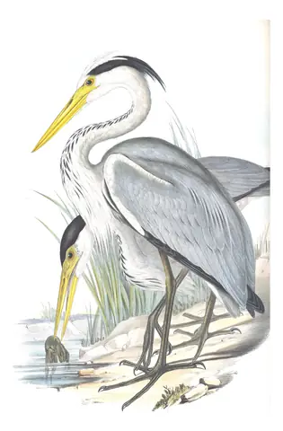 Volume VI, plate 55 of Gould's The Birds of Australia: Gray Heron (Ardea cinerea)