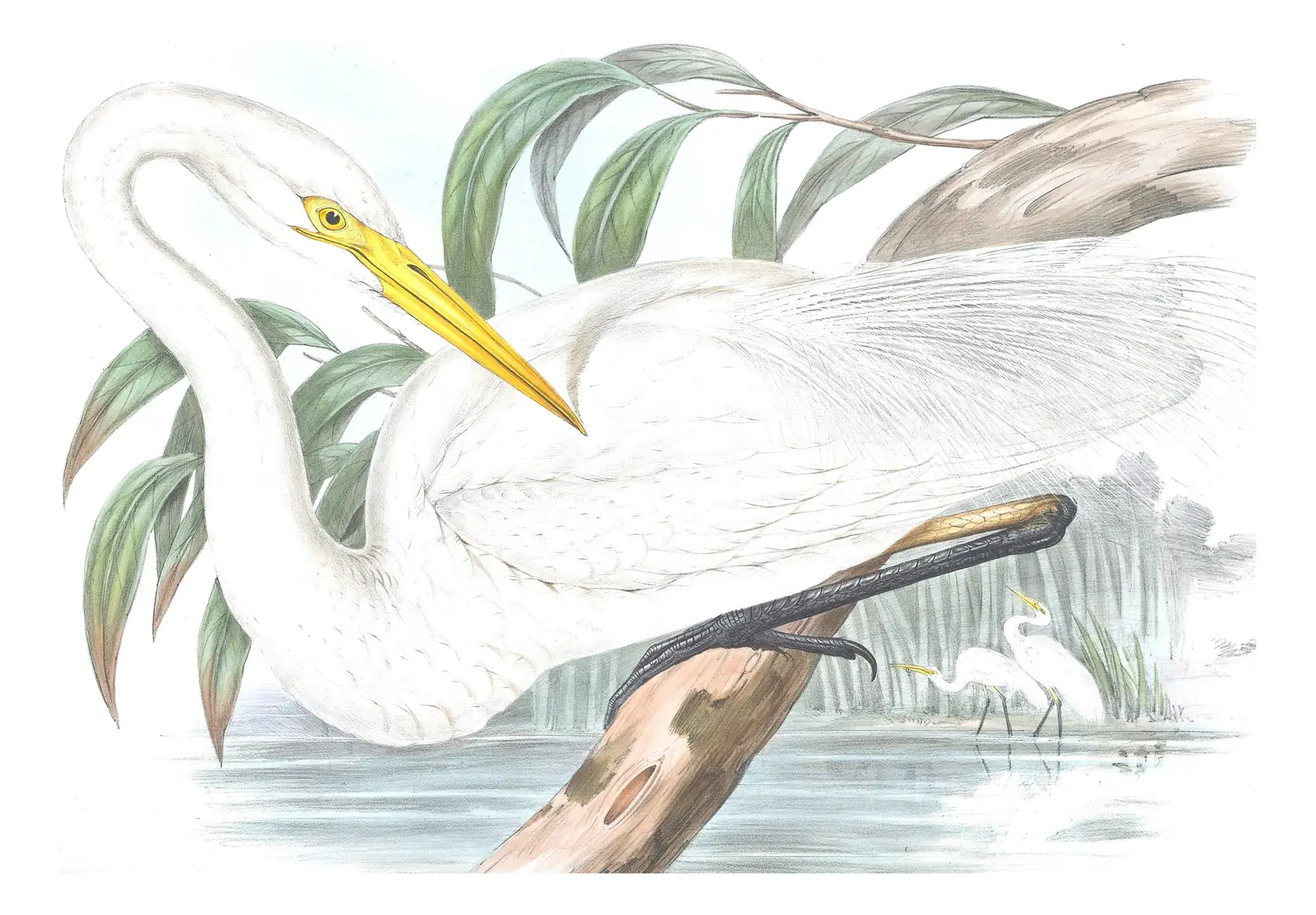 Volume VI, plate 56 of Gould's The Birds of Australia: Great Egret (Ardea alba)
