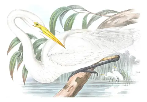 Volume VI, plate 56 of Gould's The Birds of Australia: Great Egret (Ardea alba)