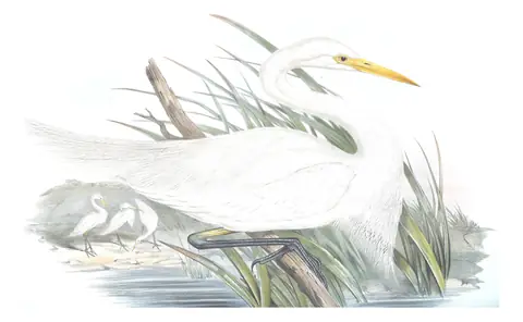 Volume VI, plate 57 of Gould's The Birds of Australia: Plumed Egret (Ardea plumifera)