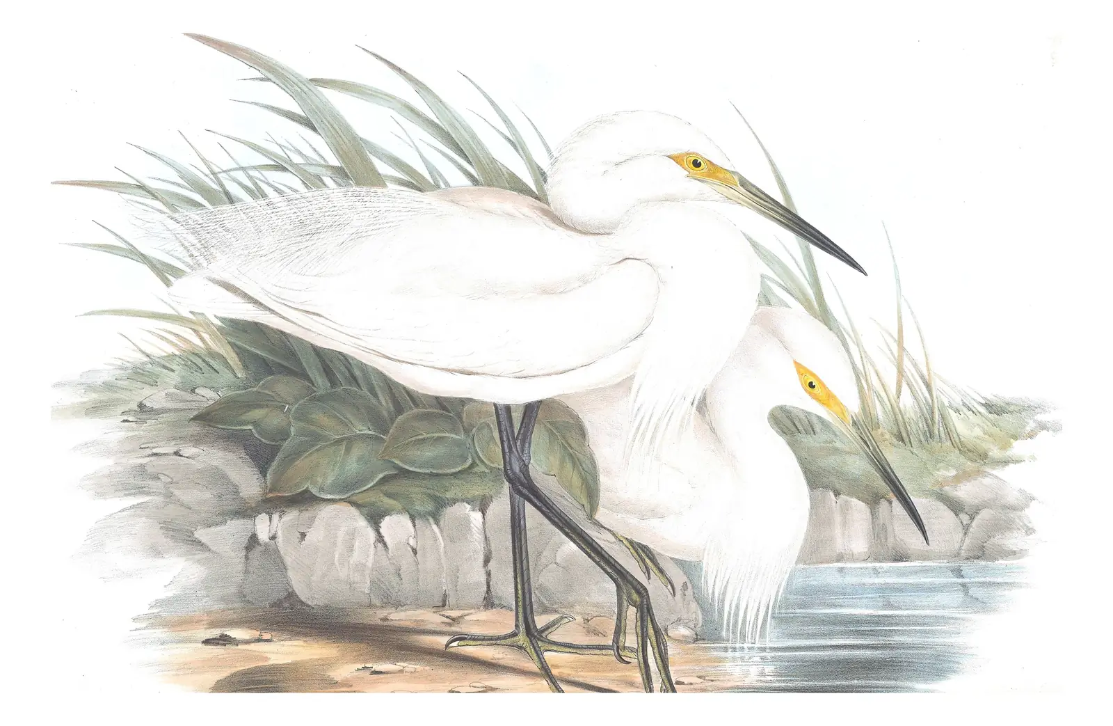 Volume VI, plate 58 of Gould's The Birds of Australia: Little Egret (Egretta garzetta)